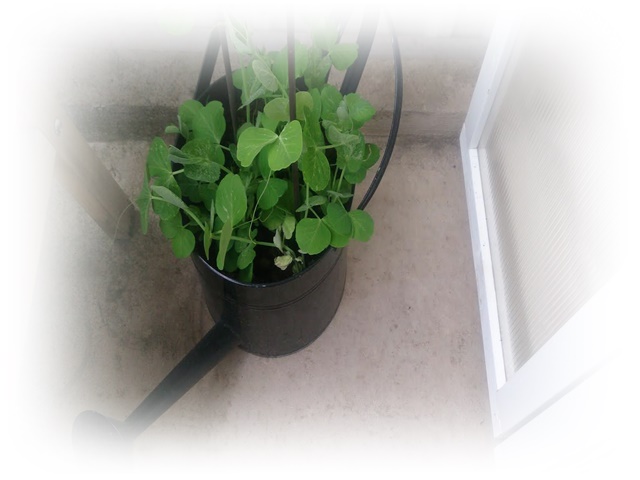 luktärtor-balkong-odling