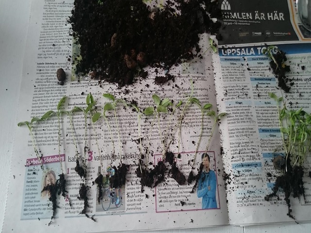 omplantering tomatplantor