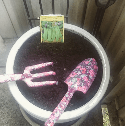 odling_ekologiskt_luktärtor_kruka_balkong