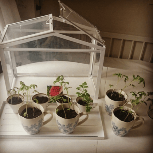 odling_jordgubbar_sommar_ekologiskt