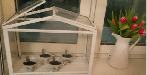 odling_köksfönster