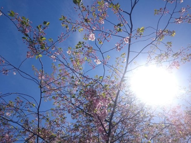 körsbärsblomning_kungsträdgården
