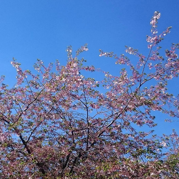 körsbärsblomning_kungsträdgården_stockholm